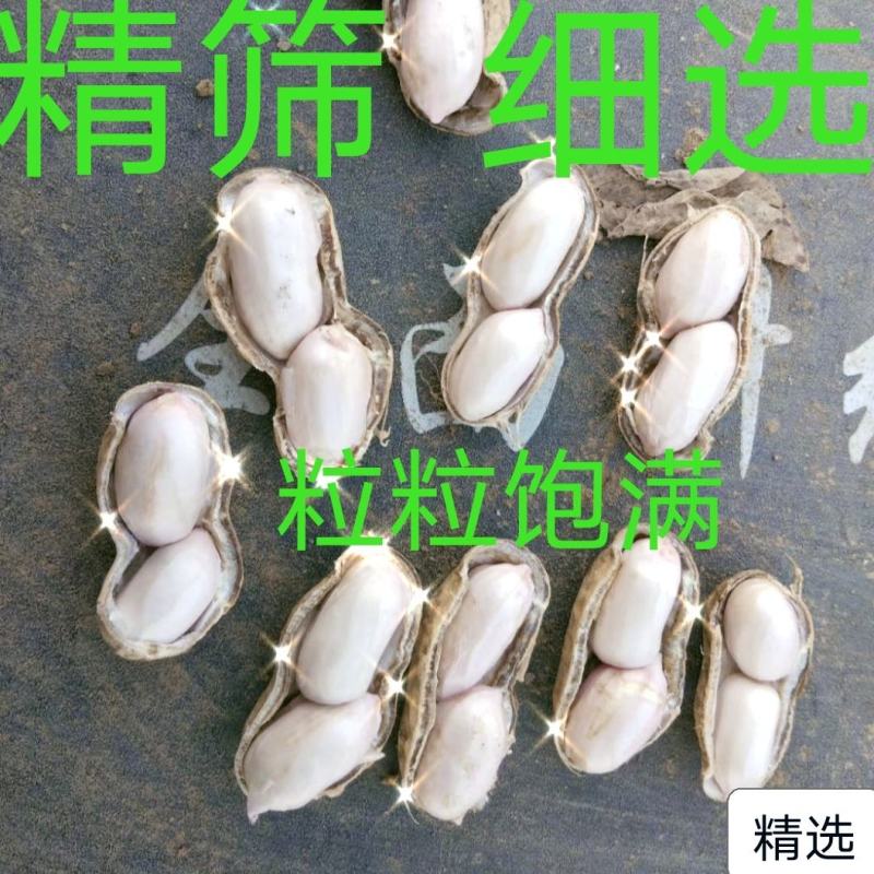 江苏大白沙鲜货带壳，货源稳定，颗粒饱满，过筛手捡货鲜