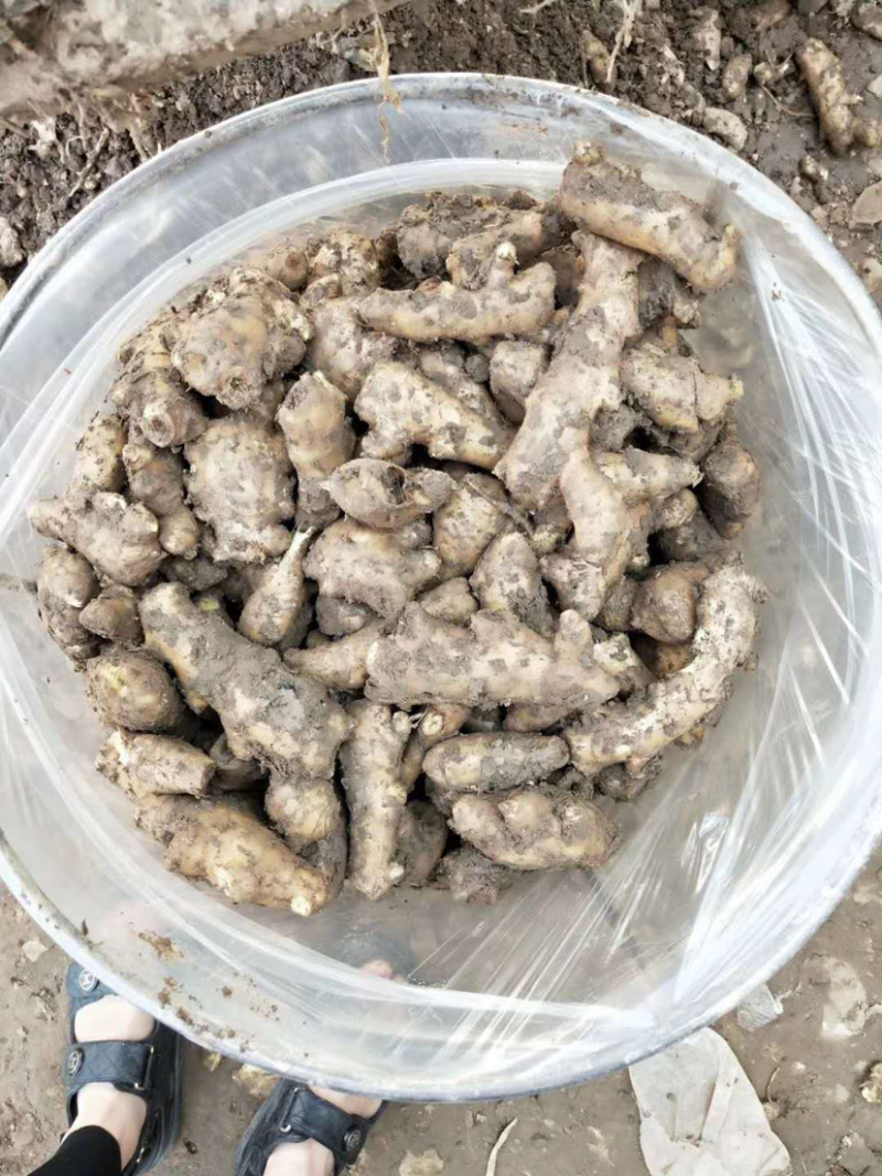 安丘精品姜母保质保量货源充足欢迎选购