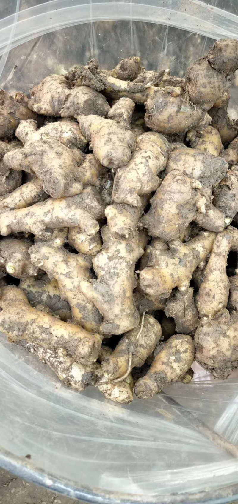 安丘精品姜母保质保量货源充足欢迎选购