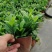栀子花基地大量供货苗子如图所示价格优惠质量好专业苗