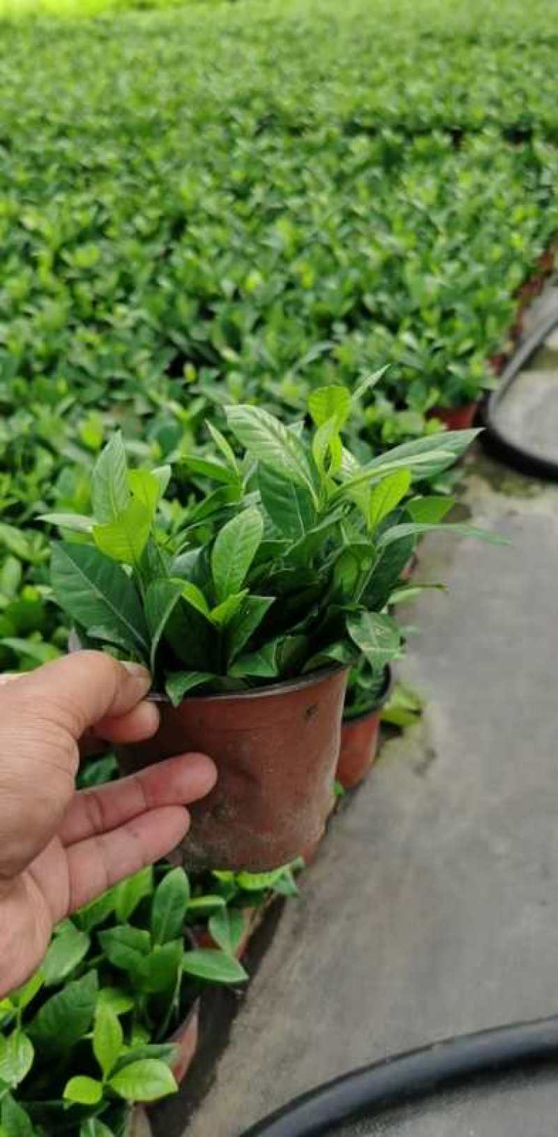 栀子花基地大量供货苗子如图所示价格优惠质量好专业苗