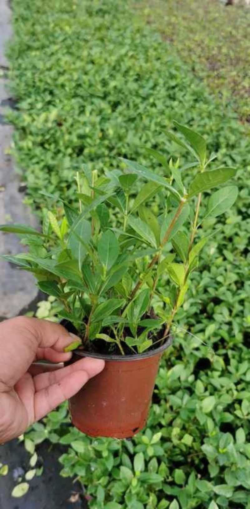 栀子花基地大量供货苗子如图所示价格优惠质量好专业苗