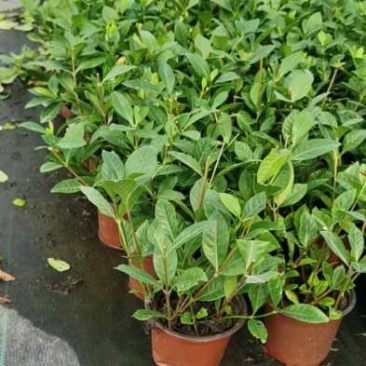 栀子花基地大量供货苗子如图所示价格优惠质量好专业苗