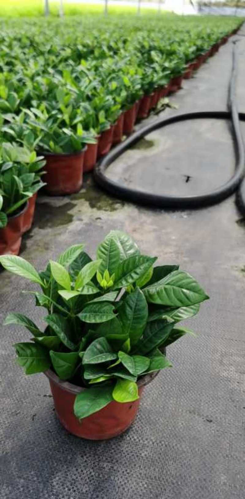 栀子花基地大量供货苗子如图所示价格优惠质量好专业苗