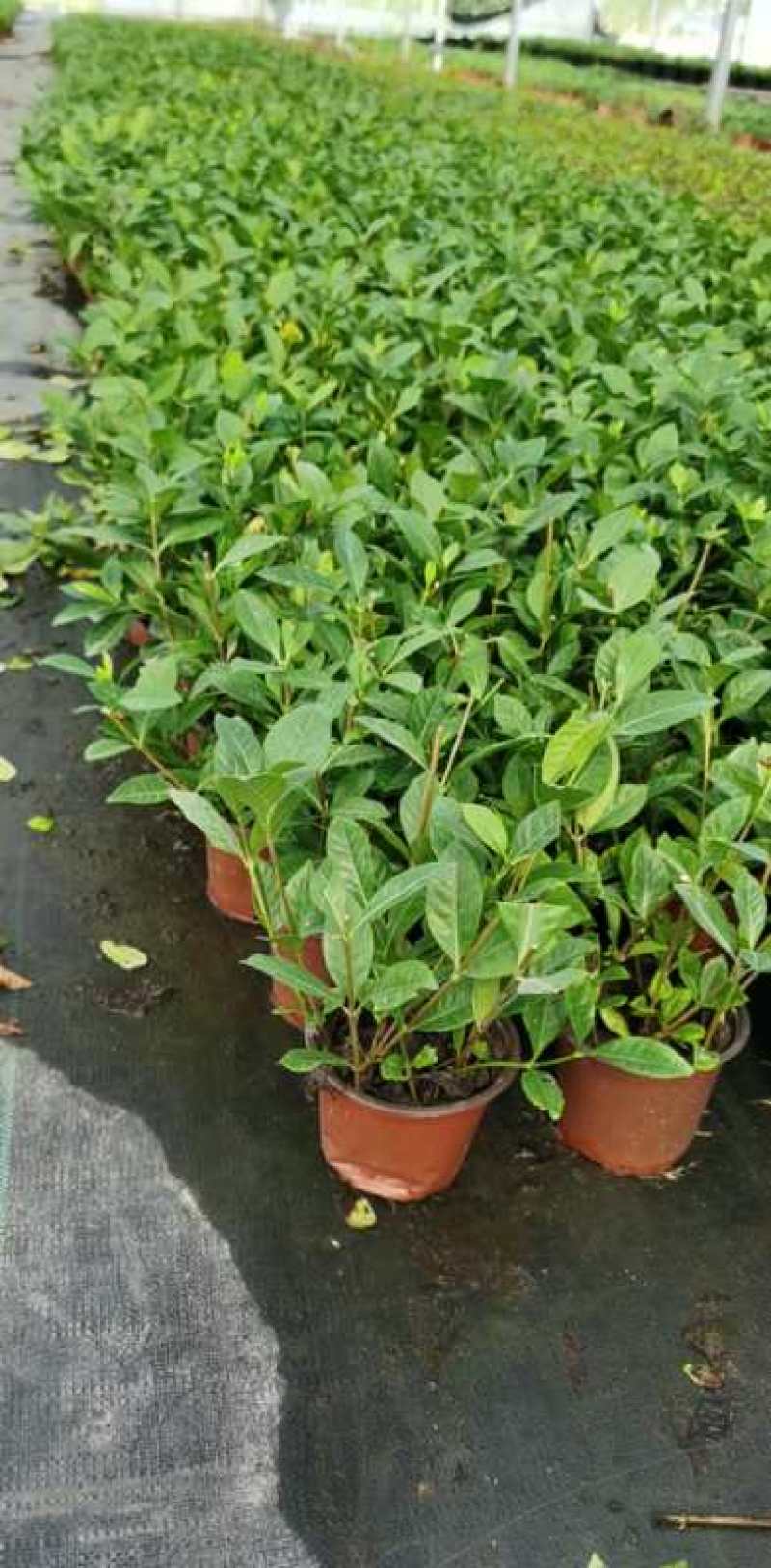 栀子花基地大量供货苗子如图所示价格优惠质量好专业苗