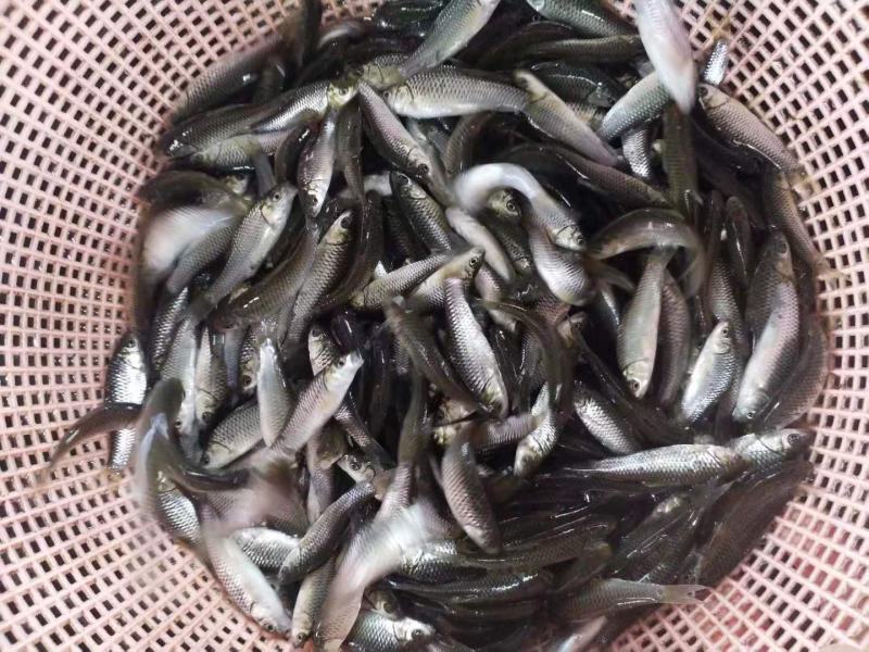 精品青波鱼苗又名中华倒刺粑鱼提供技术指导送货上门
