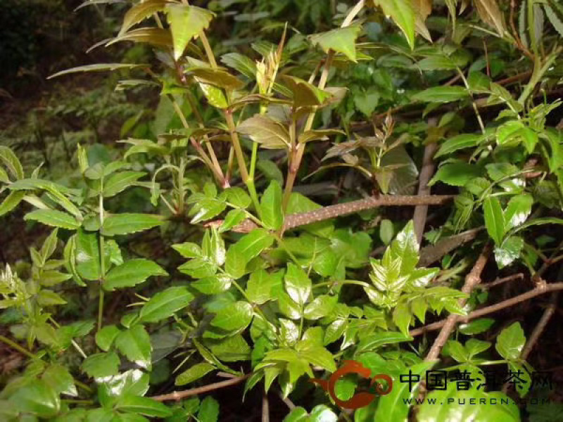 藤茶，藤茶藤茶，藤藤茶，藤茶藤茶，藤茶