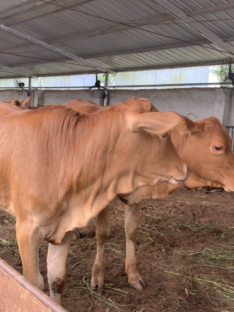 肉牛犊买十送二肉牛苗批发全国可发货黄牛犊改良牛犊