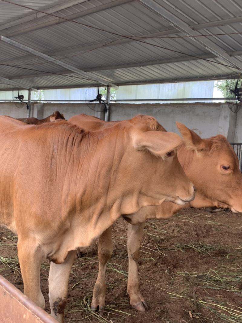 肉牛犊买十送二肉牛苗批发全国可发货黄牛犊改良牛犊