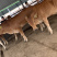肉牛犊买十送二肉牛苗批发全国可发货黄牛犊改良牛犊