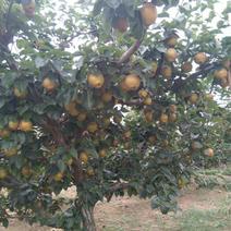 黄花梨——本人从事梨树种植技术推广，货源多