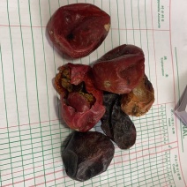 赤爮子，品质保证，经营各种上千种中药材，欢迎选购！
