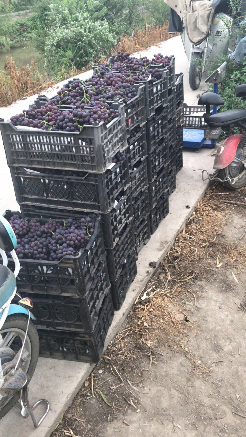 天津茶淀玫瑰香葡萄，专业代办，天津当地有实体店代办！