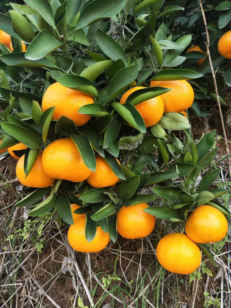 【精品蜜橘】特早蜜桔早熟蜜桔柑橘产地直销水分充足