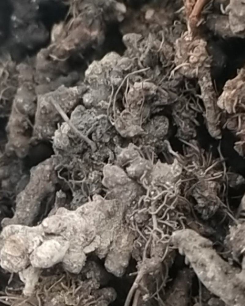 生淫羊藿叶，可泡水喝的叶子，淫羊藿根，需要的联系