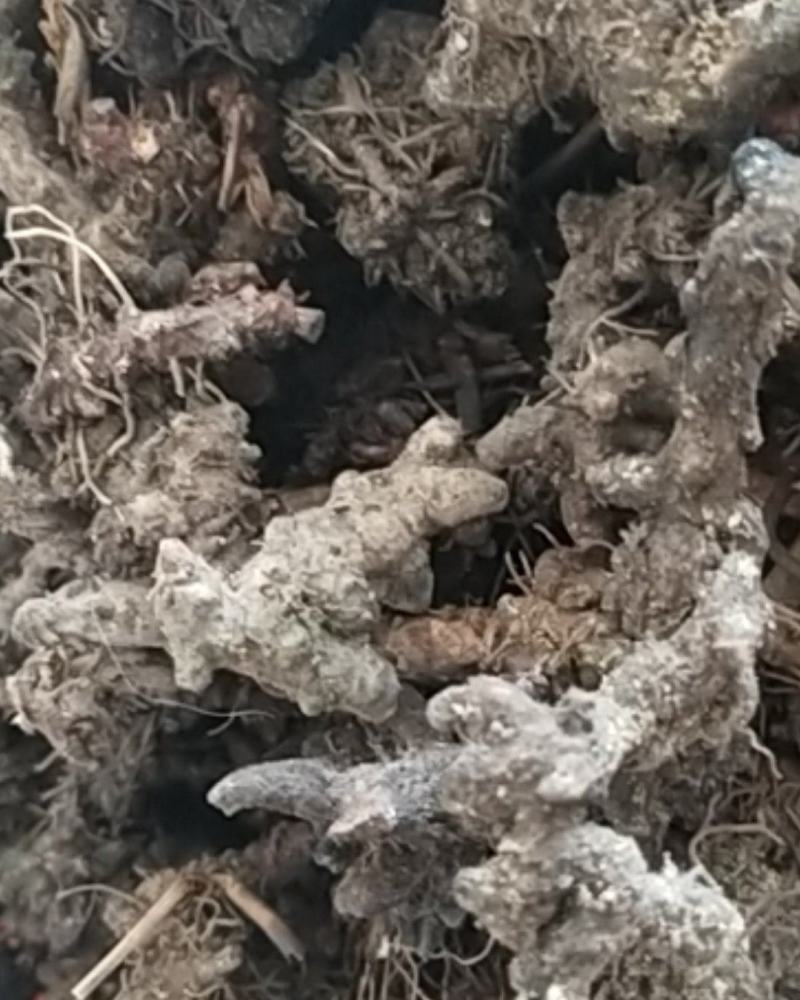 生淫羊藿叶，可泡水喝的叶子，淫羊藿根，需要的联系