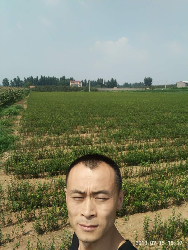 枳壳苗嫁接专用，保湿捆扎，基地直供，根系好成活率高