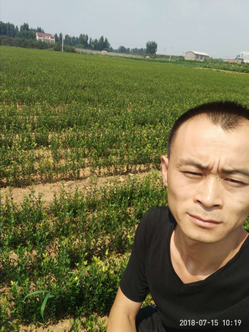 枳壳苗嫁接专用，保湿捆扎，基地直供，根系好成活率高