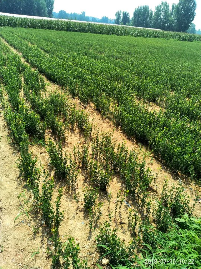枳壳苗嫁接专用，保湿捆扎，基地直供，根系好成活率高