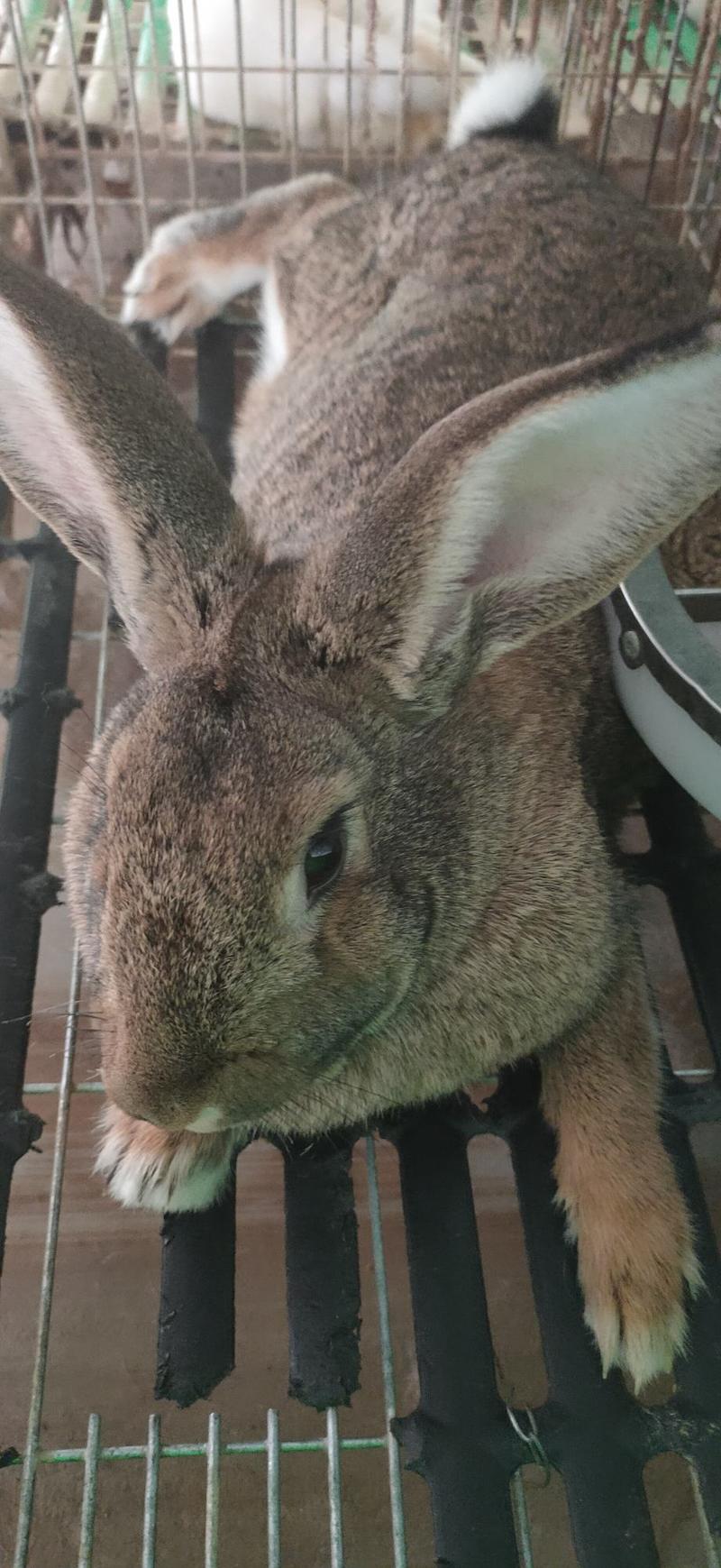 成年繁殖母兔种兔比利时兔新西兰肉兔