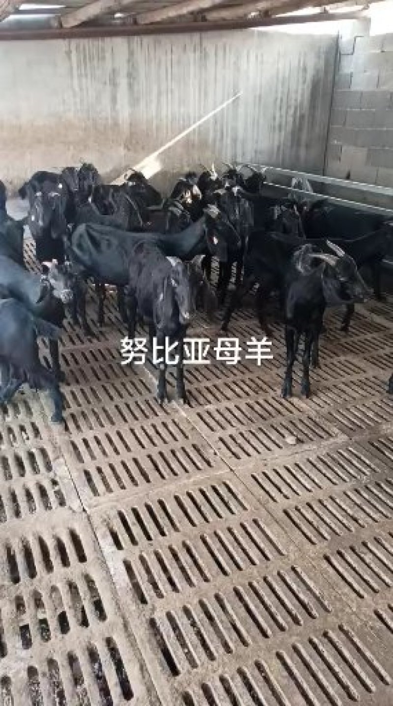 波尔山羊纯种小羊羊羔活苗出售种羊羊苗活幼体黑山羊