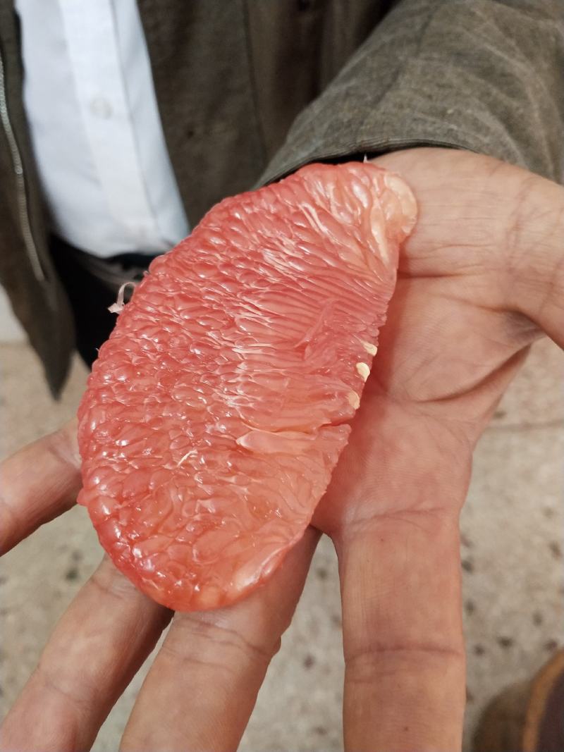 泰国红宝石青柚沙田柚苗成活率高免费技术指导，苗圃基地直供