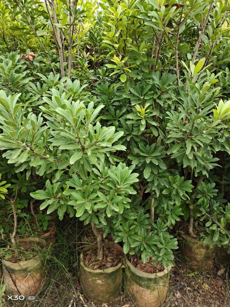 杨梅树苗，东魁，荸荠，台梅，大小规格，量大从优