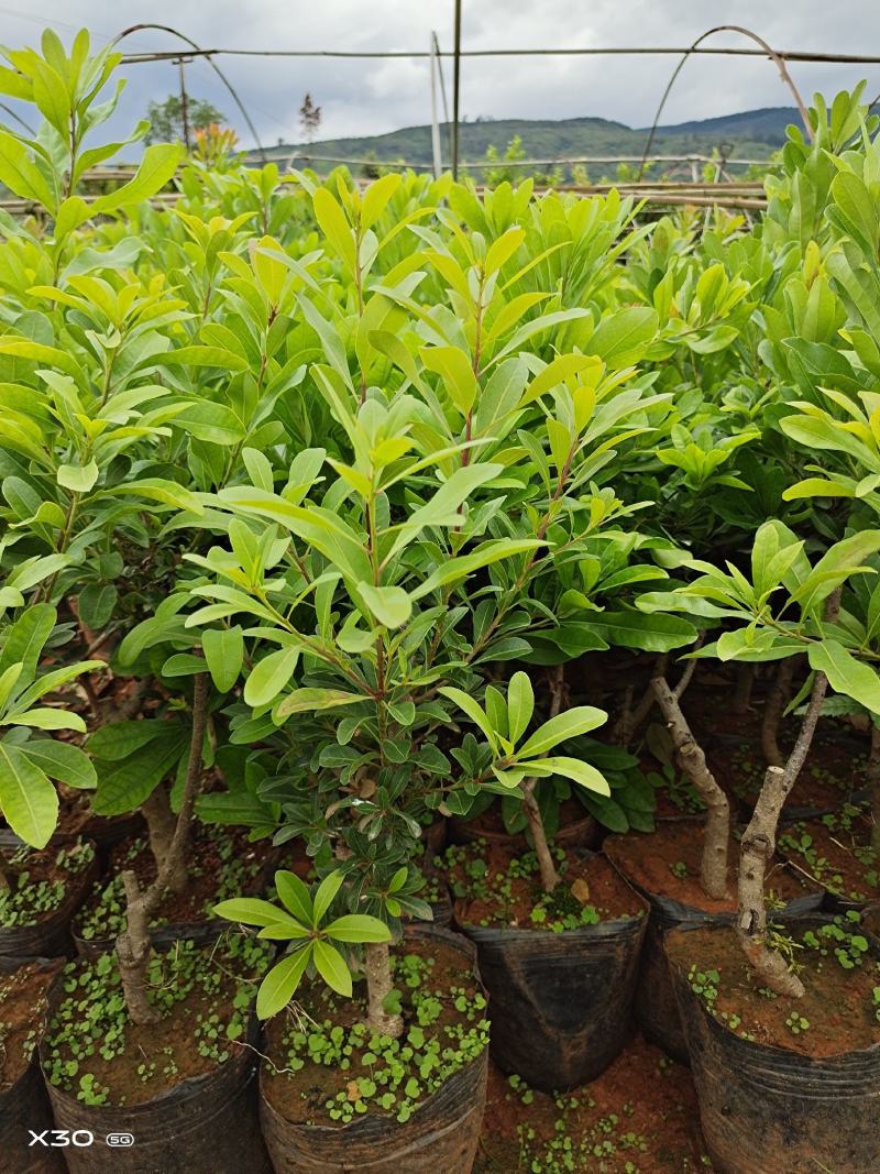 杨梅树苗，东魁，荸荠，台梅，大小规格，量大从优