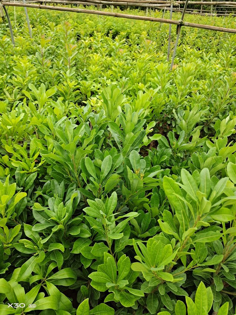 杨梅树苗，东魁，荸荠，台梅，大小规格，量大从优