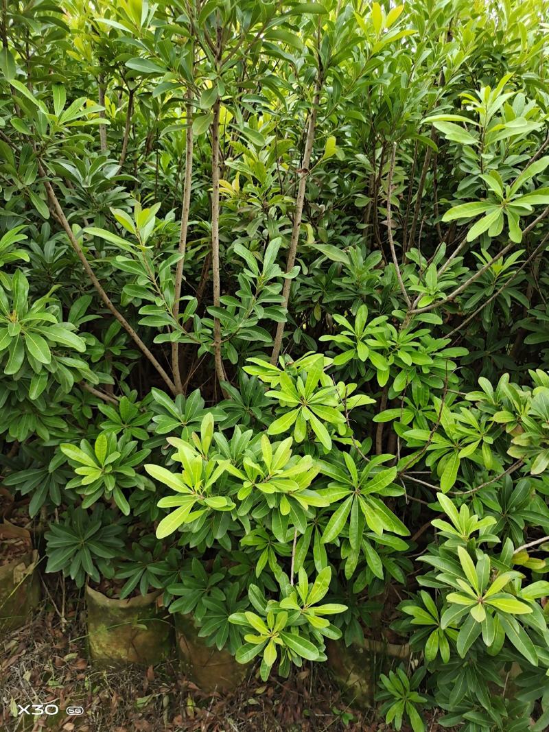 杨梅树苗，东魁，荸荠，台梅，大小规格，量大从优