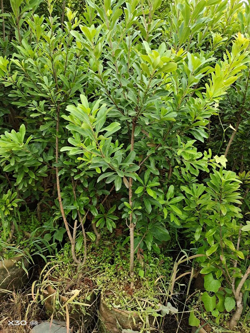 杨梅树苗，东魁，荸荠，台梅，大小规格，量大从优