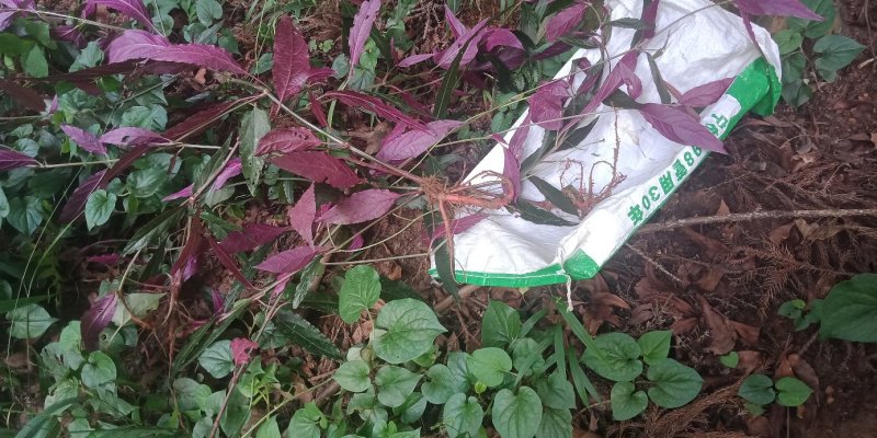 红牛膝，根红、叶红茎也红