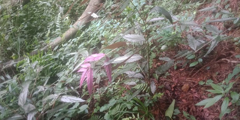 红牛膝，根红、叶红茎也红