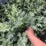 阿波银线蕨凤尾蕨杯苗，一加仑阿波银线蕨价格
