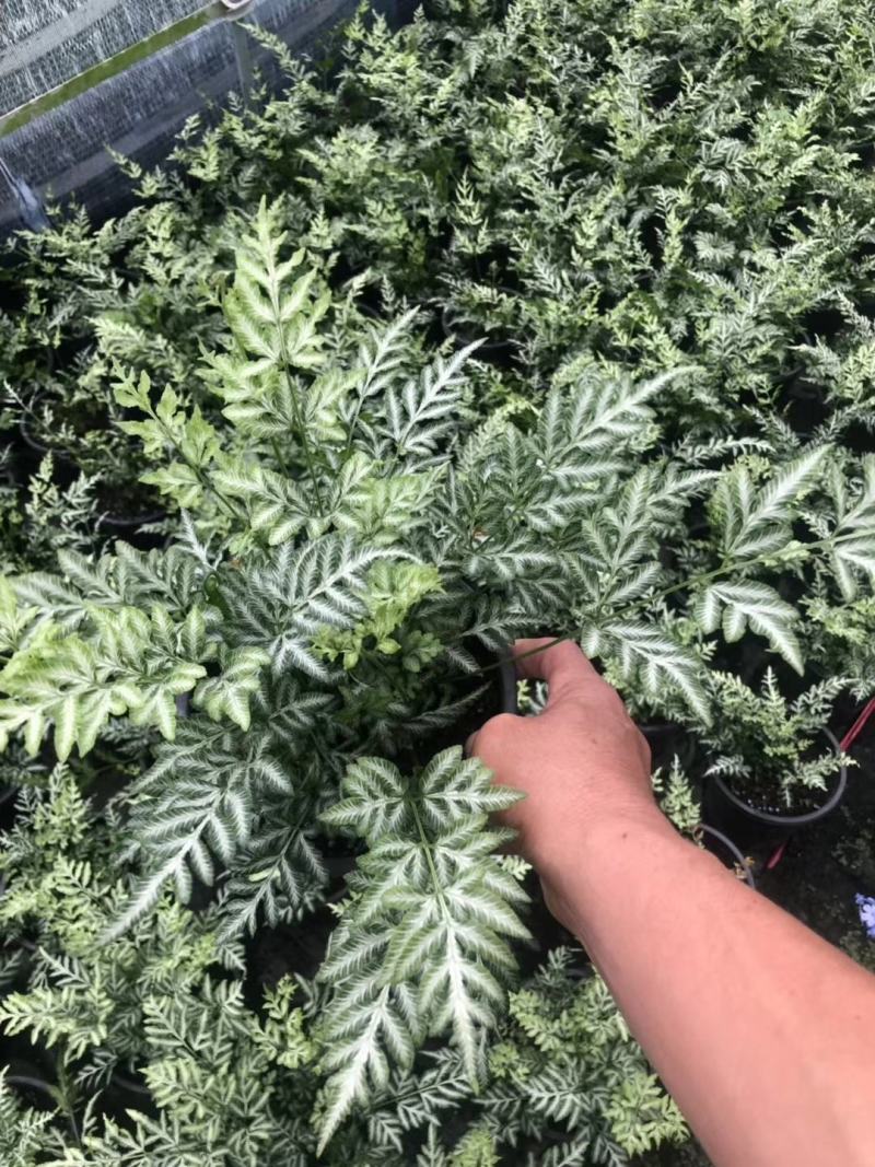 阿波银线蕨凤尾蕨杯苗，一加仑阿波银线蕨价格