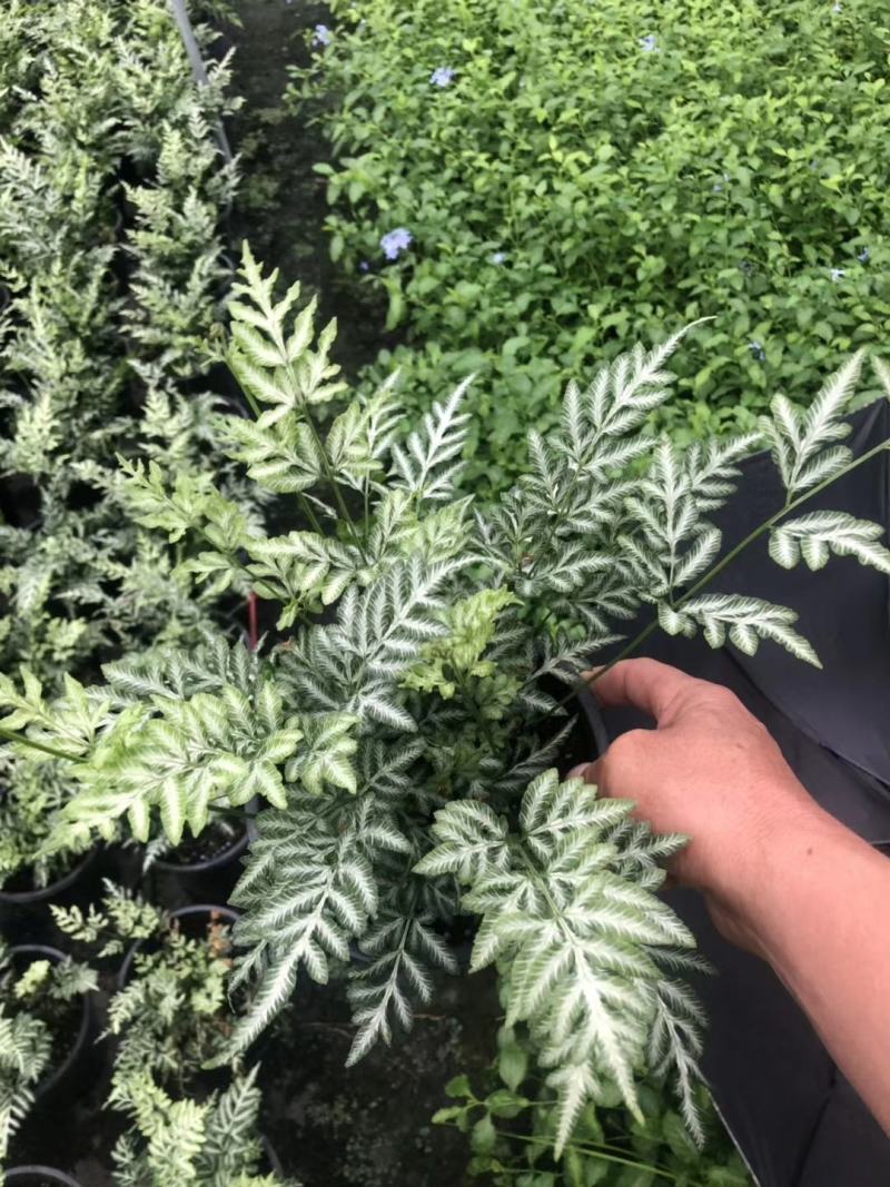 阿波银线蕨凤尾蕨杯苗，一加仑阿波银线蕨价格