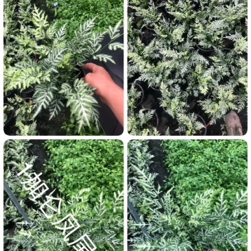 阿波银线蕨凤尾蕨杯苗，一加仑阿波银线蕨价格