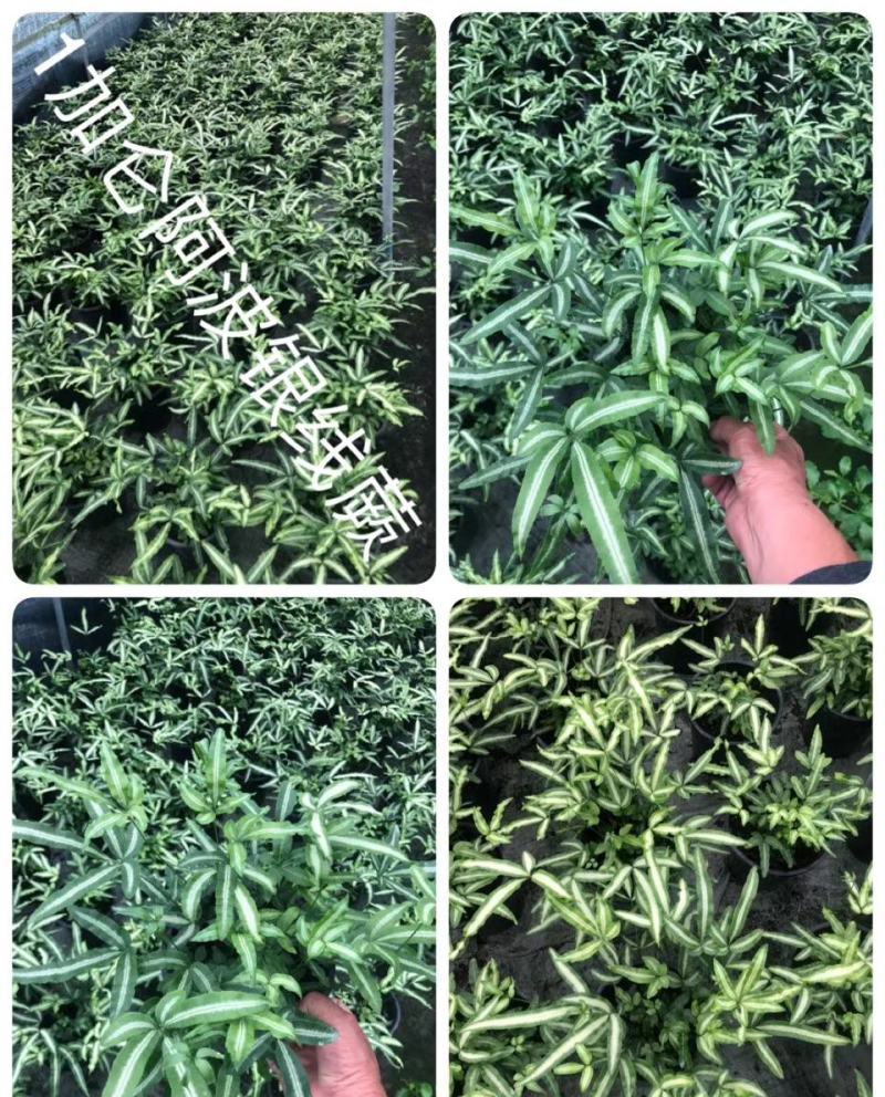 阿波银线蕨凤尾蕨杯苗，一加仑阿波银线蕨价格