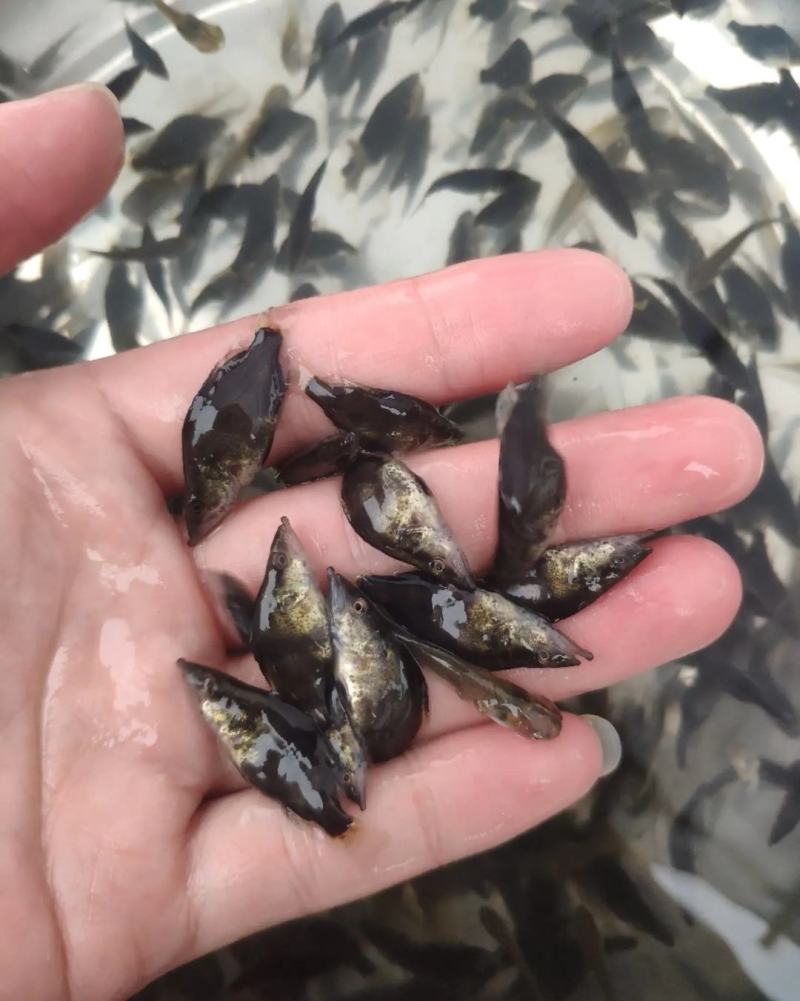 鳜鱼苗桂花鱼苗，全程售后服务技术跟踪指导
