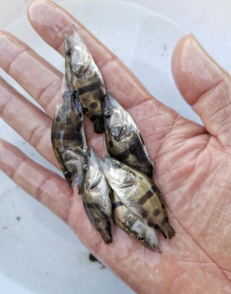 鳜鱼苗桂花鱼苗，全程售后服务技术跟踪指导