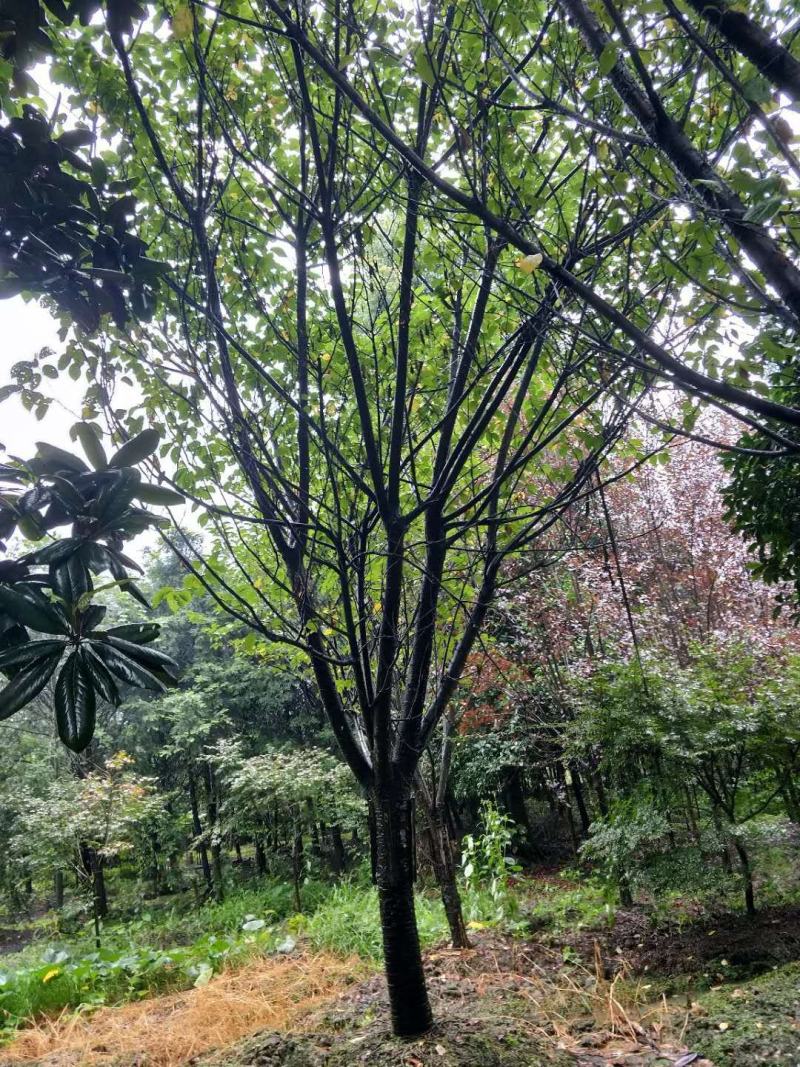 日本樱花价格多少，樱花基地实拍图片，樱花介绍