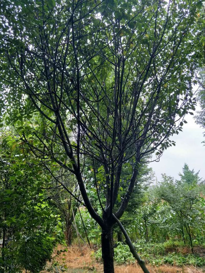 日本樱花价格多少，樱花基地实拍图片，樱花介绍