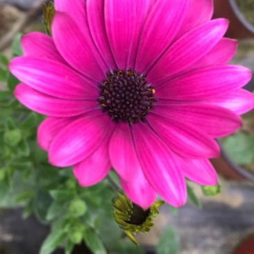 非洲万寿菊双色杯杯苗，非洲万寿菊各种花色