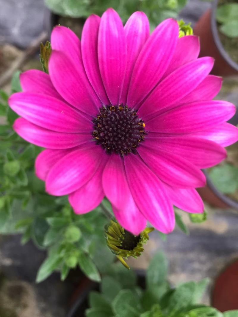 非洲万寿菊双色杯杯苗，非洲万寿菊各种花色