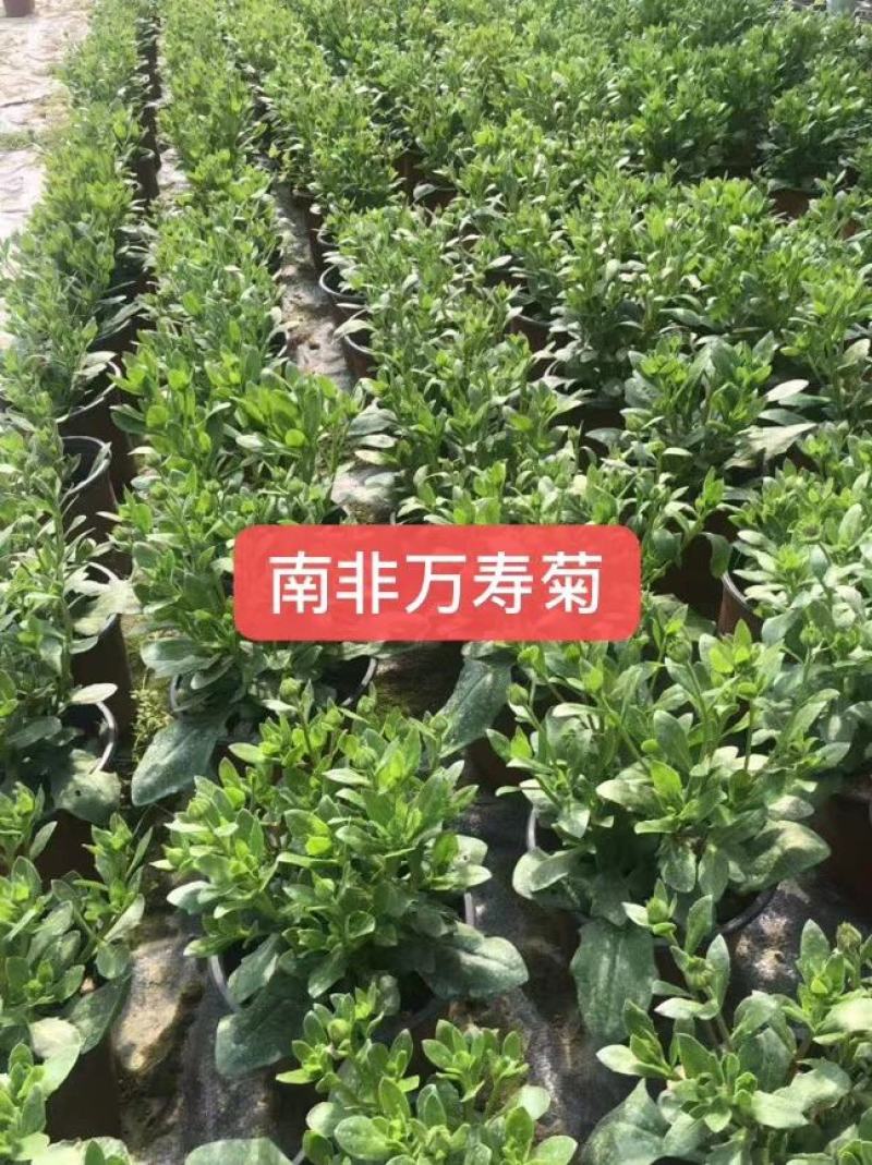 非洲万寿菊双色杯杯苗，非洲万寿菊各种花色