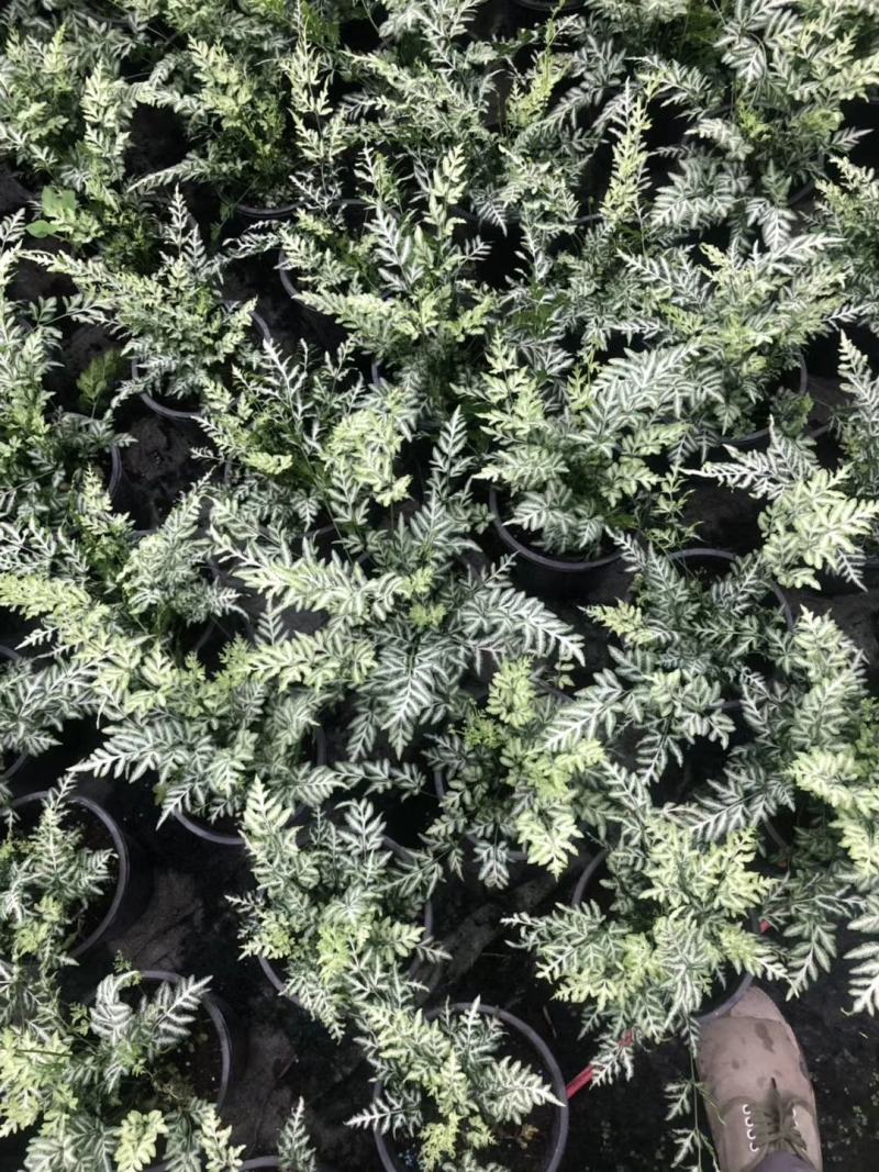 阿波银线蕨凤尾蕨杯苗，一加仑阿波银线蕨价格