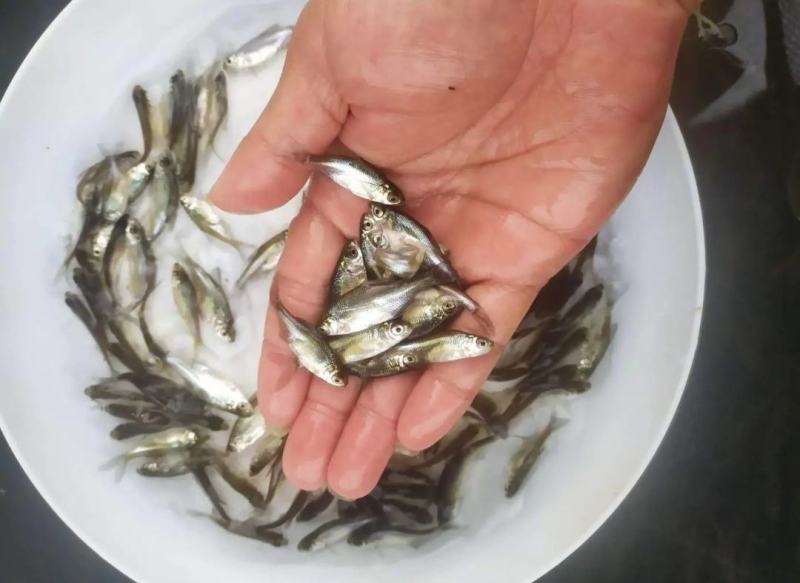 武昌鱼苗鳊鱼苗售后服务跟踪指导