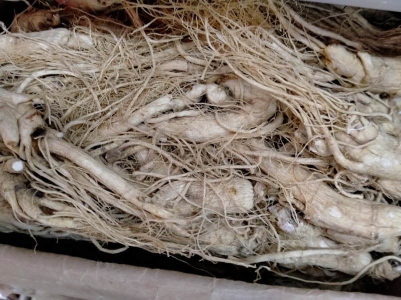 人参规格齐全产规格齐全地直销一手货源价格优！