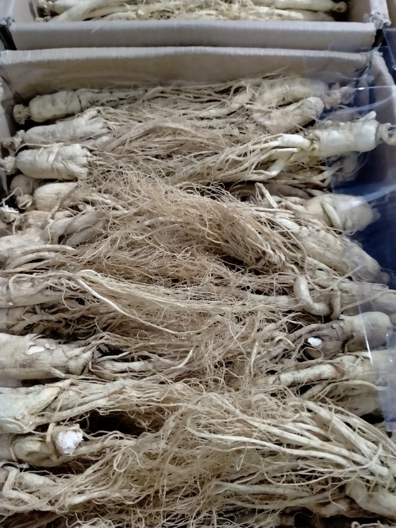 人参规格齐全产规格齐全地直销一手货源价格优！