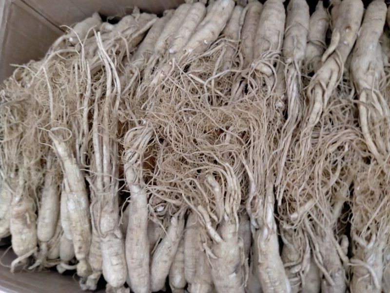 人参规格齐全产规格齐全地直销一手货源价格优！